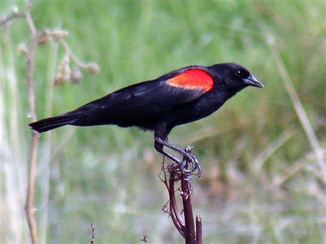 Red Winged Blackbird Celebrate Urban Birds