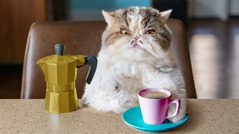 Catfinated When Cats Drink Coffee