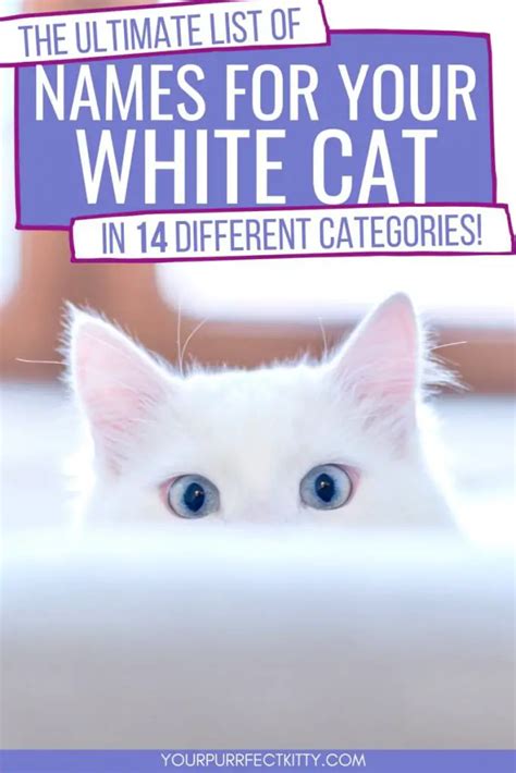 The Ultimate List Of Name Ideas For Your White Cat Your Purrfect Kitty