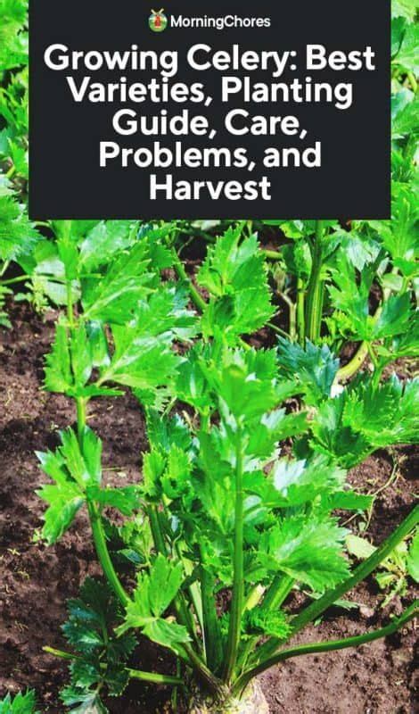 Growing Celery Best Varieties Planting Guide Care Problems And