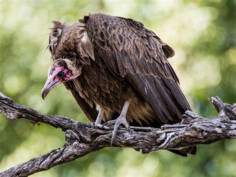 2000 Vultures Now Feared Poisoned In Guinea Bissau Largest Mass