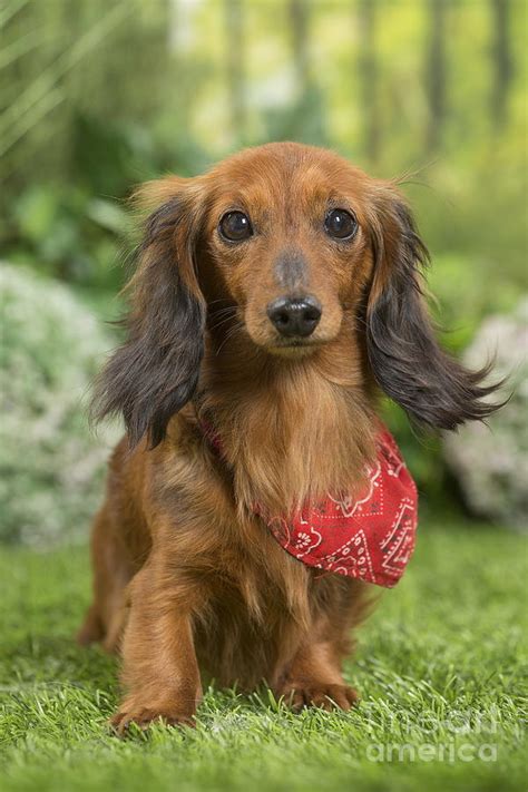 Long Haired Dachshund Dog Wearing Scarf Photograph By Mary Evans