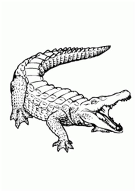 Colors have such an importance in our lives, colors can soothe and refresh our minds but also the colors will bring a lot of benefits for your kids too. Crocodile - animals coloring pages for kids, printable free