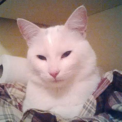 Gato Blanco Recostado En Una Cama Viendo De Reojo A Su Dueña Memes