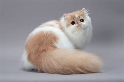 Standard of the persian cat: Persian | International Cat Care