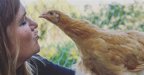 Stop Kissing And Snuggling Your Chickens Cdc Warns
