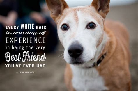 10 Quotes About Dogs That Will Warm Your Heart Old Dog Quotes Dog