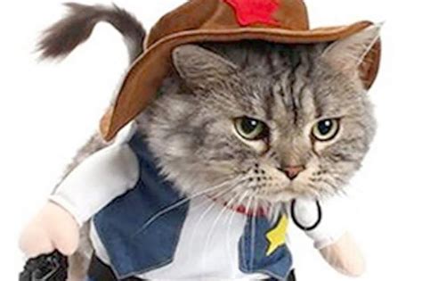 The 16 Most Ridiculous Cat Halloween Costumes