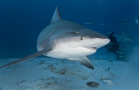 It is the furthest south a bull shark has been found in africa. Bull Shark