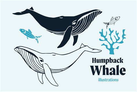 Humpback Whale Vector Illustrations Graphic By Anna Karoline · Creative