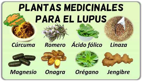 Remedios Naturales Para El Lupus Botanical Online