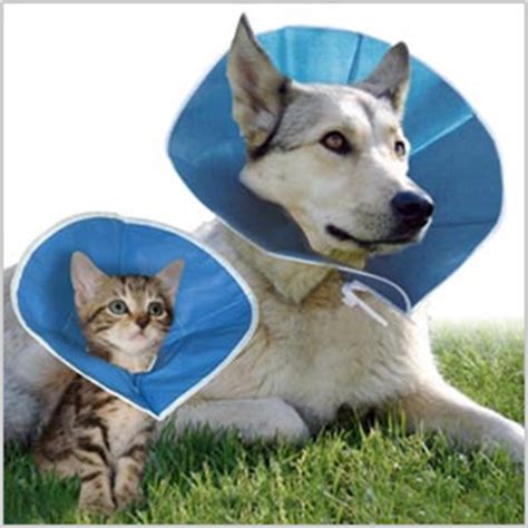 Hiro in his new collar! Elizabethan Collar Flexy Medium 16.25cm | Buy Online from ...