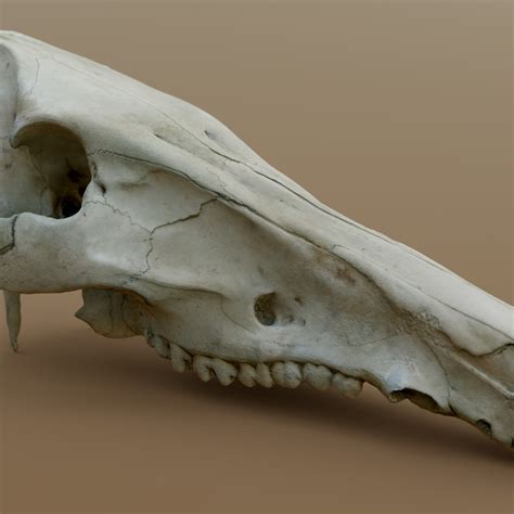 Wild Boar Skull Cgtrader