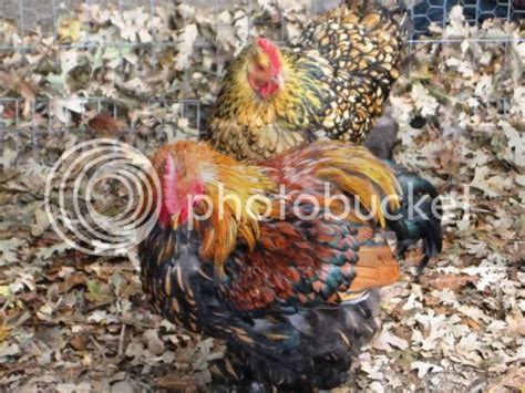 My Golden Laced Cochins Backyard Chickens Learn How To Raise Chickens