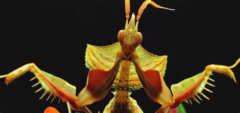 10 Rare Insects That Look Like Extraterrestrials Life Persona