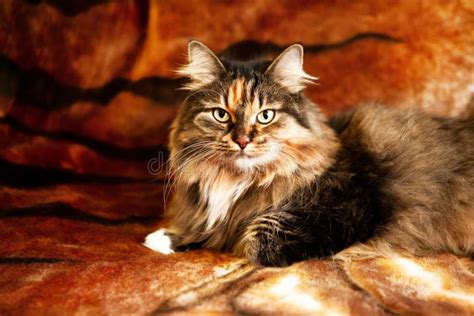 A Cat That Looks Like A Tiger Symbol Of 2022 Stock Image Image Of