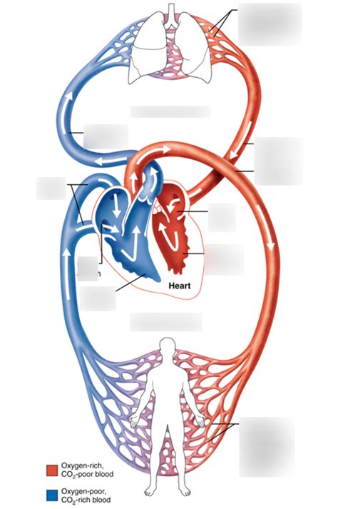 Systemic And Pulmonary Circuits Diagram Quizlet