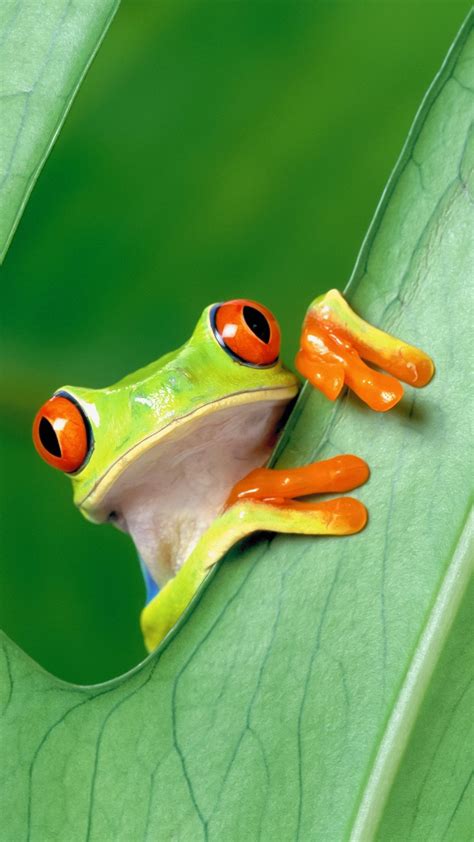 Portrait Display Nature Animals Frog Red Eyed Tree Frogs Leaves