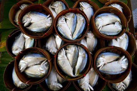 Fresh Cut Tuna Fish Stock Image Image Of Nutrition Fishtail 15697661