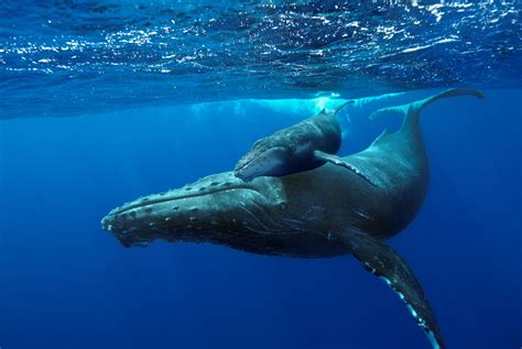 Whale Whales Fish Underwater Ocean Sea Sealife Wallpapers Hd