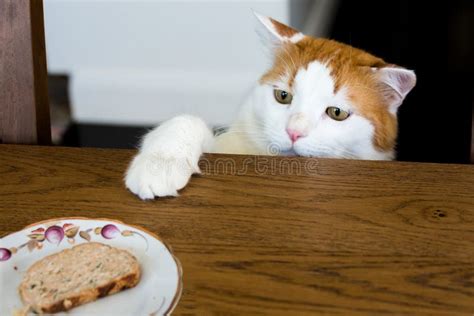 White Cat And Slice Of Meatloaf Stock Image Image Of Feline Domestic