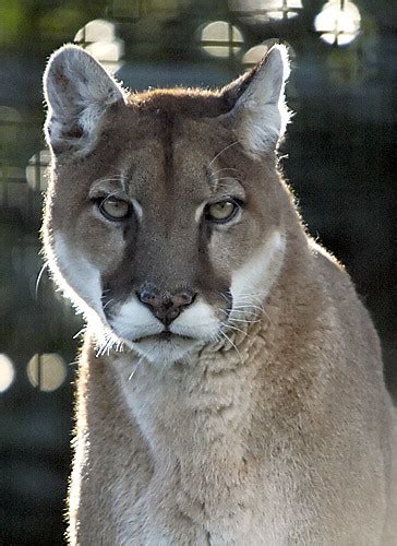 Cougar Taken At Cougar Mountain Zoo Mike Thompson Flickr