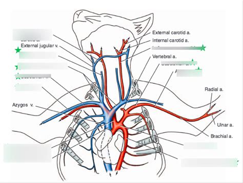 Cat Upper Body Arteries And Veins Diagram Quizlet
