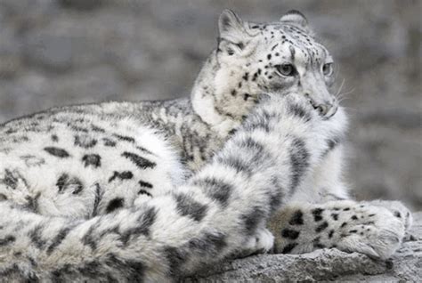 9 Pics That Prove Snow Leopards Love Biting Their Tails For Some