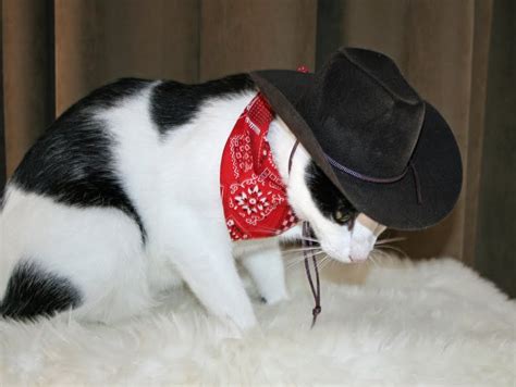 Make your own images with our meme generator or animated gif maker. Daisy the Curly Cat: All Hat, No Cattle