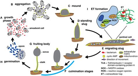 41 Slime Molds Biology Libretexts