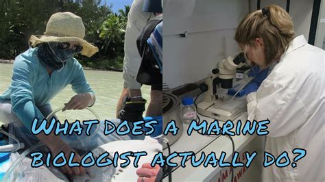 Recruit additional points of view from friends who know a. What does a marine biologist actually do? - YouTube