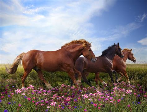 Horse Field Flower Light Stock Photos Pictures And Royalty Free Images