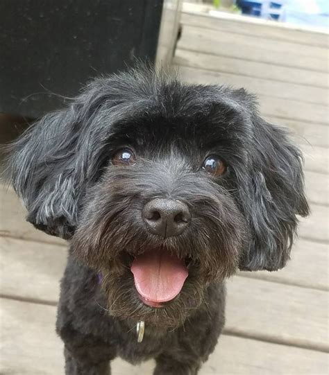 We rescue dogs of all breeds, sizes and personalities. Adopt Polly on Petfinder | Poodle mix, Poodle mix dogs ...