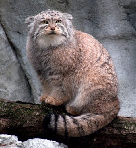 Manul The Prehistorical Cat