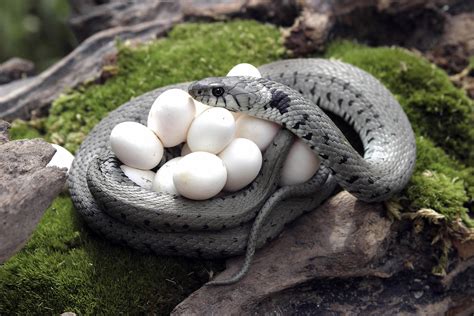 Top 144 Animals That Come From Eggs