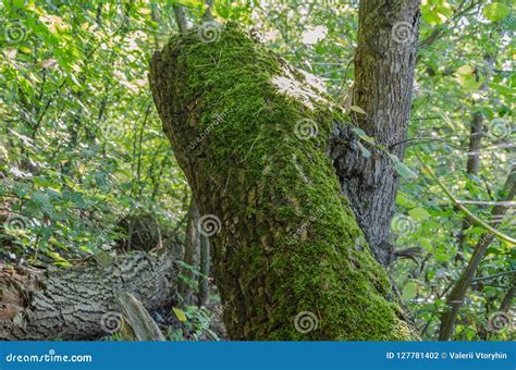 Green Moss On An Old Fallen Tree Stock Photo Image Of Park Bark