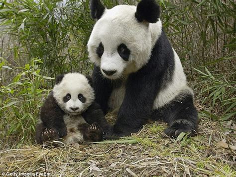 Giant Panda Is No Longer Endangered Experts Say Daily Mail Online