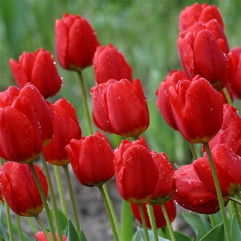 Hoa Tulip Ý Nghĩa Và Biểu Tượng