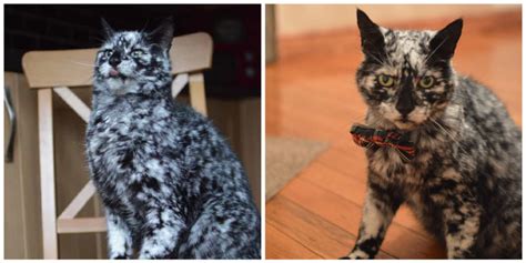 Meet Scrappy The Dazzling Marbled Cat In A Unique Coat With An