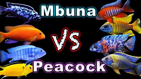 African Cichlid Showdown Peacock Cichlids Vs Mbuna Cichlids Which One Comes Out On Top Youtube