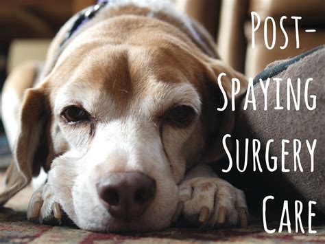 How to Care for Dogs After Spaying Surgery | Dog spay, Dog spay