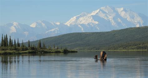Landscape With Mountains In Denali National Park Alaska Image Free