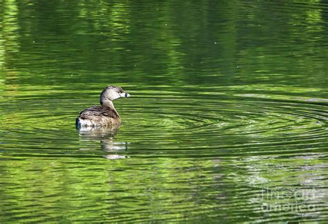 Pied Billed Grebe Photograph By Charline Xia Fine Art America