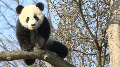 Panda Zwillinge Im Tiergarten Schönbrunn Frühling 2017 Youtube