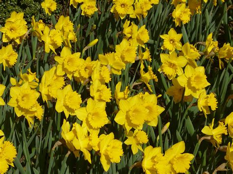 Narcissus Dutch Master Daffodil Dutch Master 5 Bulbs Garden Seeds
