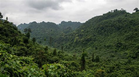 De Vietnam Jungle 10 Gaafste Junglegebieden In Vietnam