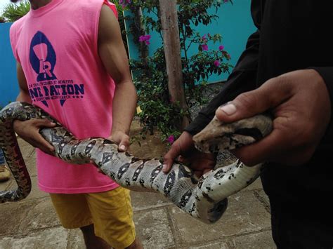 Solo El 13 De Las Serpientes Conocidas En Nicaragua Son Venenosas Pero