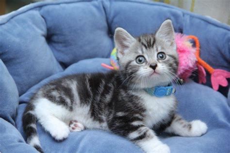 Lovely Tabby Boy Kitten Manchester Greater Manchester Pets4homes