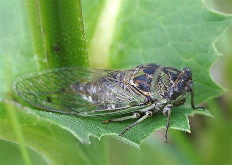 Maybe you would like to learn more about one of these? Dogday Cicada (Family Cicadidae) | Field Station