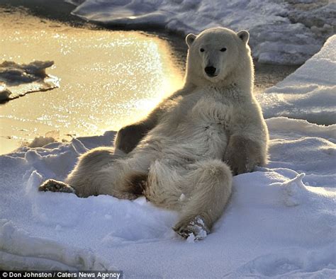 Polar Bear Kicks Back In The Sunset After A Hard Days Hunting Daily